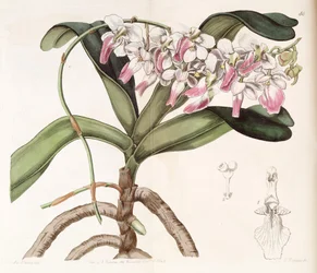 Aerides crispum